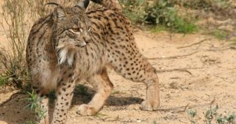 This is the Iberian Lynx, Europe's most endangered mammal