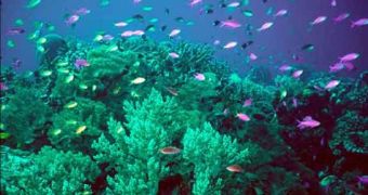 Coral reefs are threatened by ocean acidification