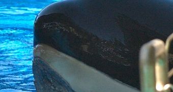 Injured orca at Sea World clearly displays bitemarks, argues one researcher