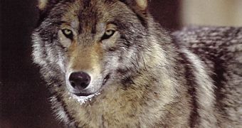 Marksmen killed the pack of wolves feeding on cattle in Washington
