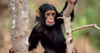 US Announces Plans to Classify All Chimps as Endangered