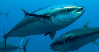 Radioactive tuna fish found on the American coastline