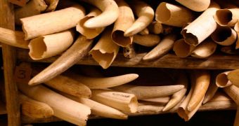 6 tons of ivory destroyed in the US