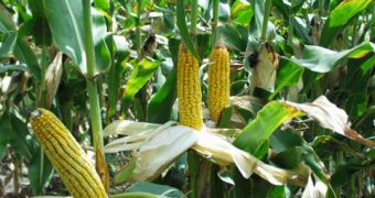 Drought takes its toll on America's corn production