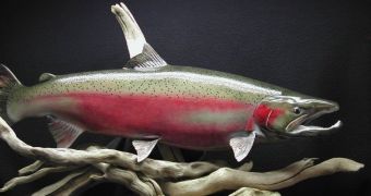 Bringing down US dam helps restore salmon population