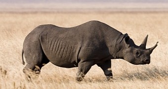 Black rhinos are in danger of going extinct