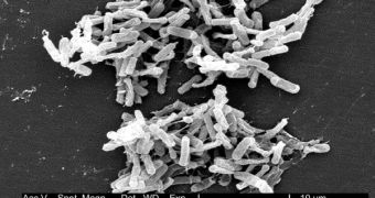 Scanning electron micrograph of en:Clostridium difficile bacteria from a stool sample.
