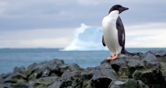 Seven new penguin species received protection from the US government