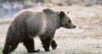 Grizzly bear at home in Yellowstone National Park