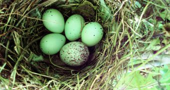UV egg reflectivity helps birds make a difference between their eggs and those of other species