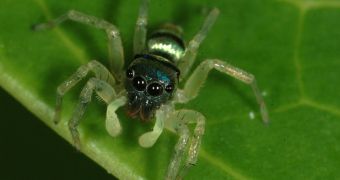 The jumping spider Phintella vittata