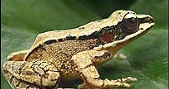 The concave-eared torrent frog (Amolops tormotus = Odorrana tormota)