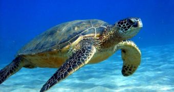 Researchers say UV emitting fishing nets could help reduce turtle bycatch