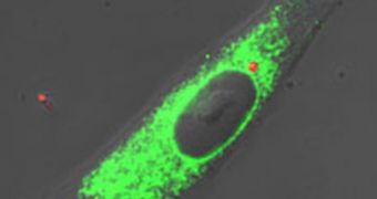 Researchers were able to get living cells (here dyed fluorescent green) to take in engineered capsules (dyed red) and treat them as though they were a normal peptide