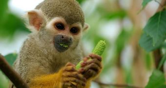 NASA plans to use several dozen squirrel monkeys to test the effects of long-term cosmic radiation exposure on humans
