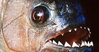 The teeth of the black piranha (Serrasalmus rhombeus), one of the largest species