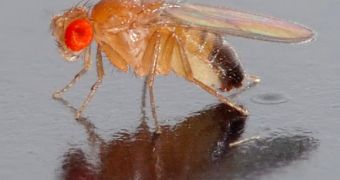 The fruit fly is used as a proxy for understanding inherited intellectual disability in humans