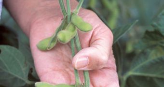 Genetically-altered crops could provide more food for tomorrow