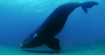 Underwater Noise Pollution Interferes with Whale Communication