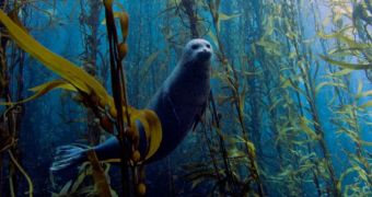 Picture showing a seal swimming around a forest of kelp "crowned" underwather photo of the year