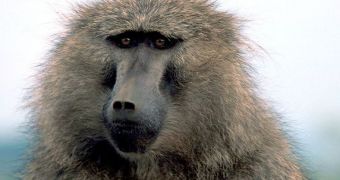 A photo of an olive baboon