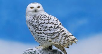 The US was visited by a large number of snowy owls this winter