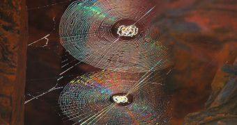 In a new investigation, scientists managed to shed more light on one of the most mysterious aspects of spider web production