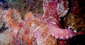 Mating Octopus rubescens