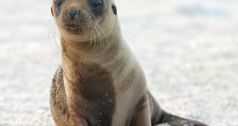 NOAA declares Unusual Mortality Event for sea lion pups in California