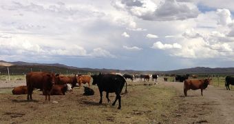 Cattle are one of the most important sources of methane pollution on Earth