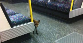 Fox boards the London Underground