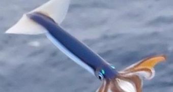 Flying squid could easily outrun Usain Bolt