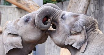 Elephants can be safely detered by using fake beehives, new study shows