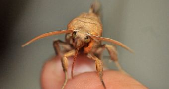 Siberian vampire moth feeds on blood