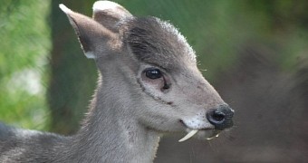 Fanged deer spotted in the wild for the first time in decades