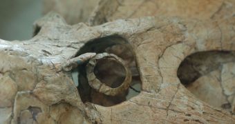 Close-up of the eye socket and ring of the dinosaur Protoceratops, active by day and night