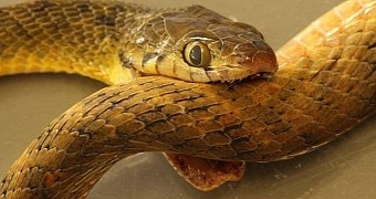 Venomous snake in Australia dies after biting itself