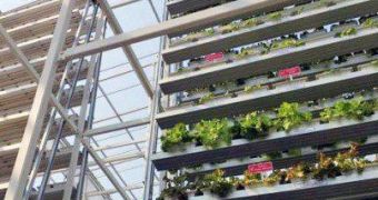 Vertical Farm Debuts in Singapore, Grows Half a Ton of Vegetables Daily