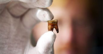 Ancient Peruvians' diet deduced from tooth starch grains