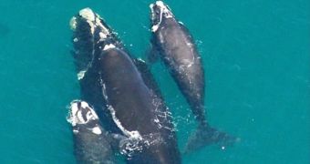 Mother whale welcomes a new calf in its life