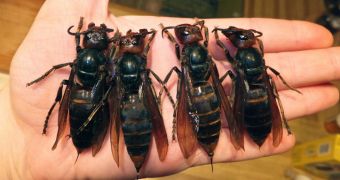 Vespa Mandarinia species of hornets kill people in China