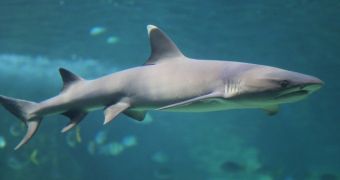 Vets perform c-section on female whitetip reef shark living in Orlando