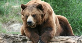 Vets in the US perform surgery on grizzly bear, save its life