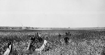 Workers picking cotton in Oklahoma, USA, in the 1890s