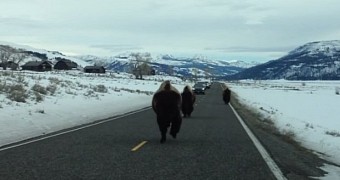 Agitated buffalo crashes into parked SUV