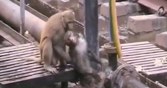 Monkey in India saves electrocuted buddy
