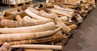 Vietnam plans to destroy its illegal wildlife products stockpile