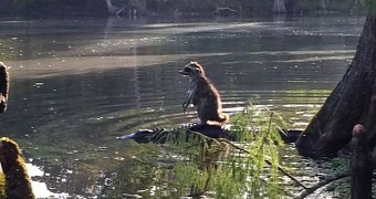 Photo shows raccoon hitching a ride on the back on an alligator
