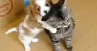 Viral of the Day: 5 Minutes of Cat and Dog Loving