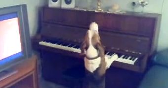 Viral of the Day: Dog Plays Piano and Sings